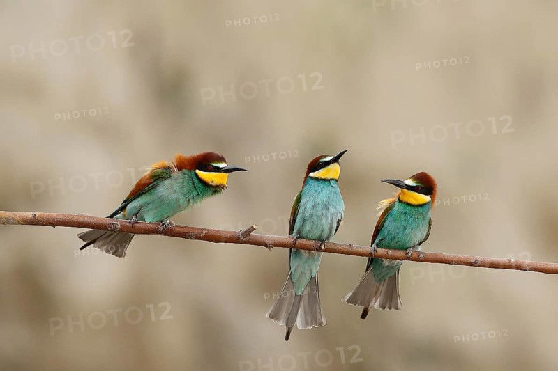 European Bee-eater (Merops apiaster), Piedmont, Italy