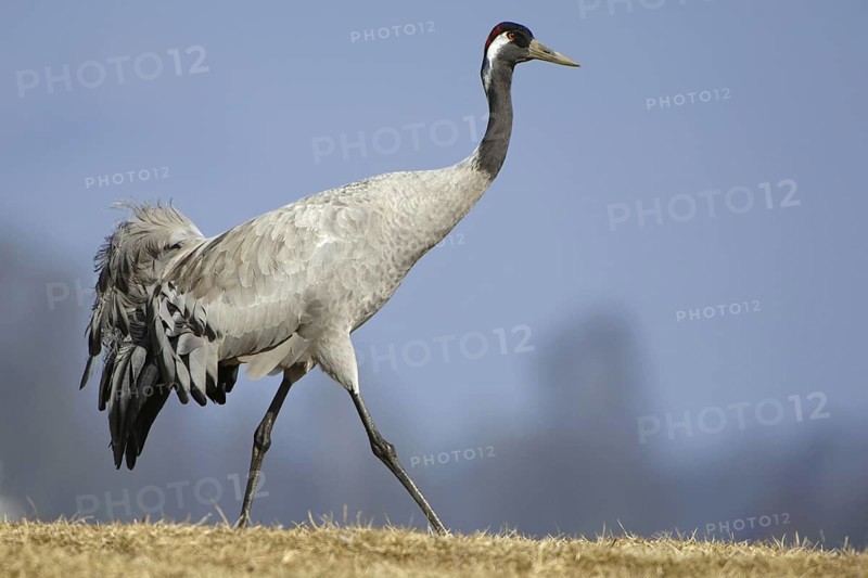 Common Crane (Grus grus), Vaestergoetland, Sweden