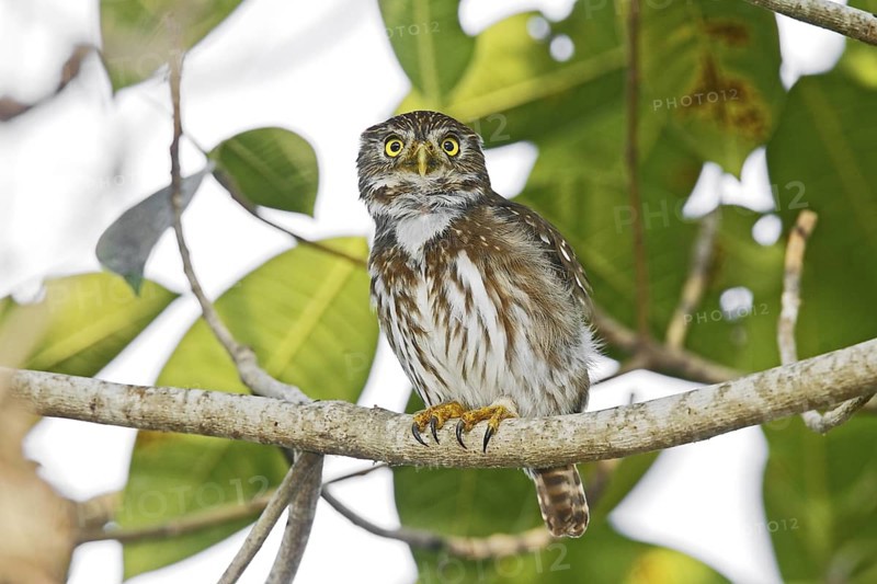 Ferruginous Pygmy-Owl Glaucidium brasilianum Matachen, Nayarit, Mexico 25 March Adult Strigidae