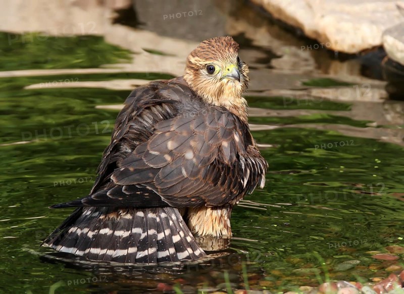Merlin, Falco columbarius, bathing in a pool in Saskatoon, Saskatchewan, Canada