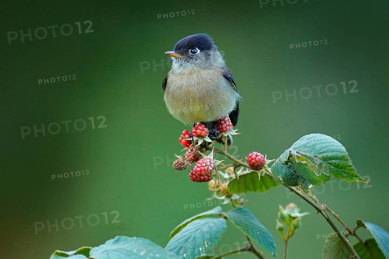 Black-capped flycatcher, Empidonax atriceps. Very small passerine bird in the tyrant flycatcher family, endemic to the highlands of Costa Rica. Small flycatcher sitting on red raspberry branch
