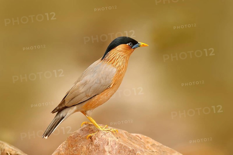 Wildlife India. Brahminy myna or brahminy starling, Sturnia pagodarum, bird from India. Myna sitting on the stone, clear background. Birdwatching in Asia. Nature holiday in Ranthambore, India