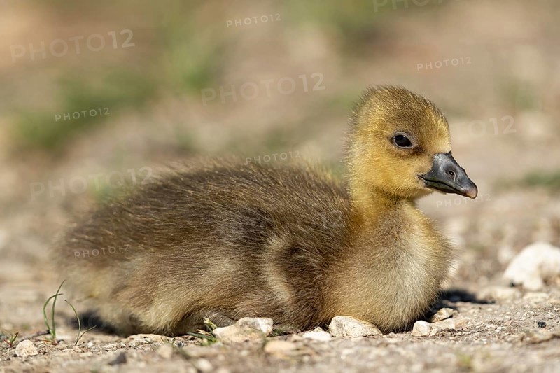 Greylag Goose (Anser anser) chick, Baden-Wuerttemberg, Germany