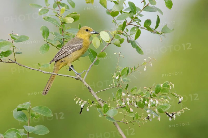 Orchard Oriole (Icterus spurius) female, Texas, USA