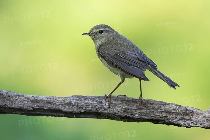 Common Chiffchaff (Phylloscopus collybita) perched on a branch, Lower Saxony, Germany