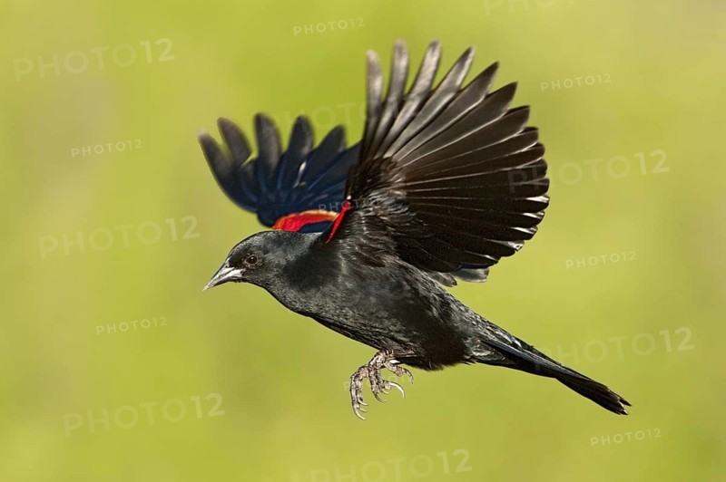 Red-winged Blackbird (Agelaius phoeniceus) male flying, Texas, USA