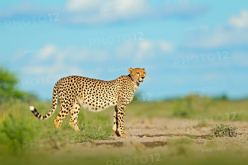 Cheetah in grass, blue sky with clouds. Spotted wild cat in nature habitat. Cheetah, Acinonyx jubatus, walking wild cat. Fastest mammal on the land, Botswana, Africa. African nature, wet season