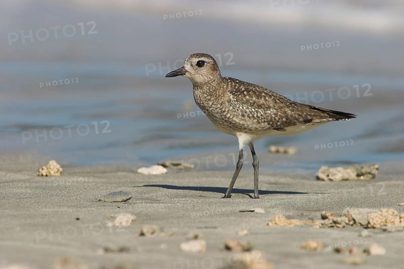 American Golden Plover (Pluvialis dominica), Costa Rica