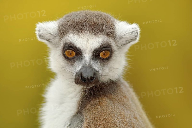 Detail portrait of cute monkey. Portrait of Ring-tailed Lemur, Lemur catta, with yellow clear background. Animal from Madagascar, Africa. Close-up photo of monkey