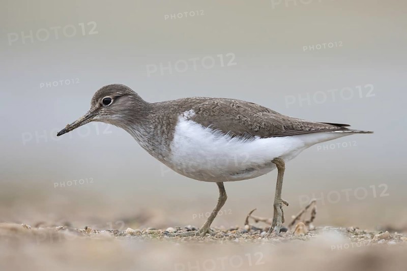 Common Sandpiper (Actitis hypoleucos), North Rhine-Westphalia, Germany