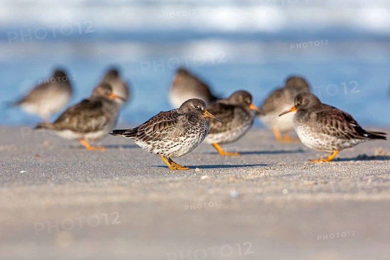 Purple Sandpiper (Calidris maritima), Schleswig-Holstein, Germany