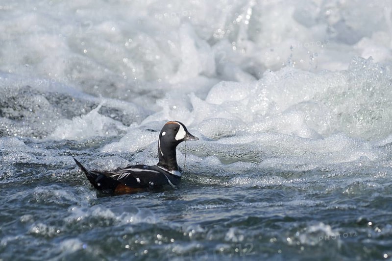 Harlequin Duck (Histrionicus histrionicus) male, Iceland