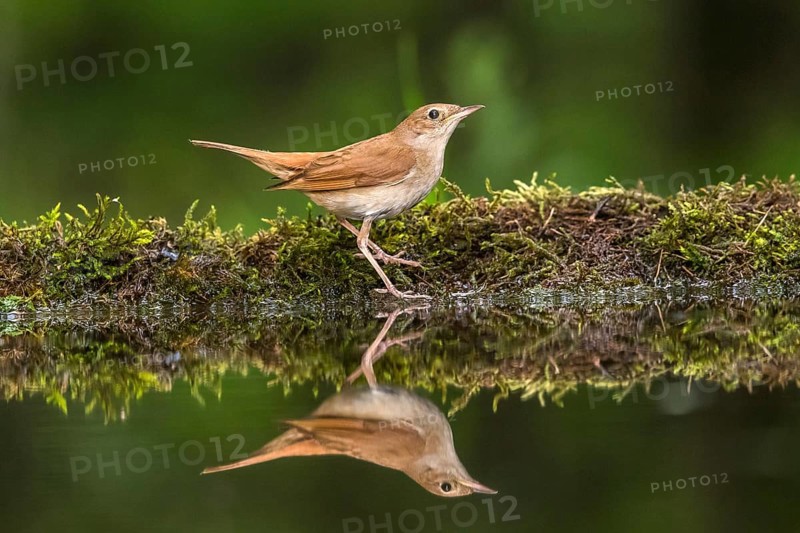 Common Nightingale (Luscinia megarhynchos) at a waterhole, Subotica, Serbia