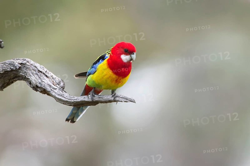 Eastern Rosella (Platycercus eximius) male perched on a branch, Victoria, Australia