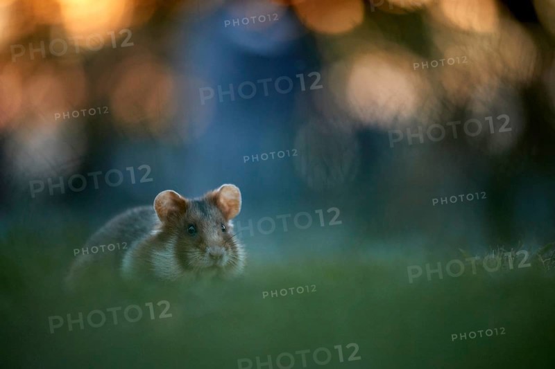 Common Hamster (Cricetus cricetus) foraging on meadow, Vienna, Austria