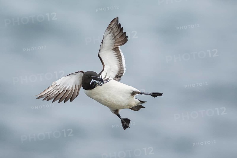 Razorbill (Alca torda islandica) flying with sandeels in beak, Iceland