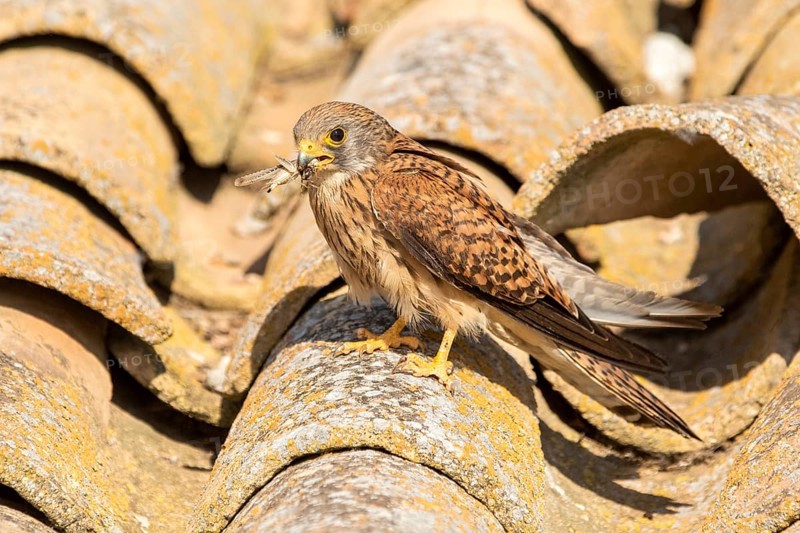 Lesser Kestrel (Falco naumanni) female on a roof, Castile-La Mancha, Spain
