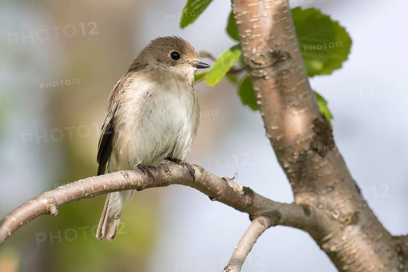 European Pied Flycatcher (Ficedula hypoleuca) female, Varanger, Norway