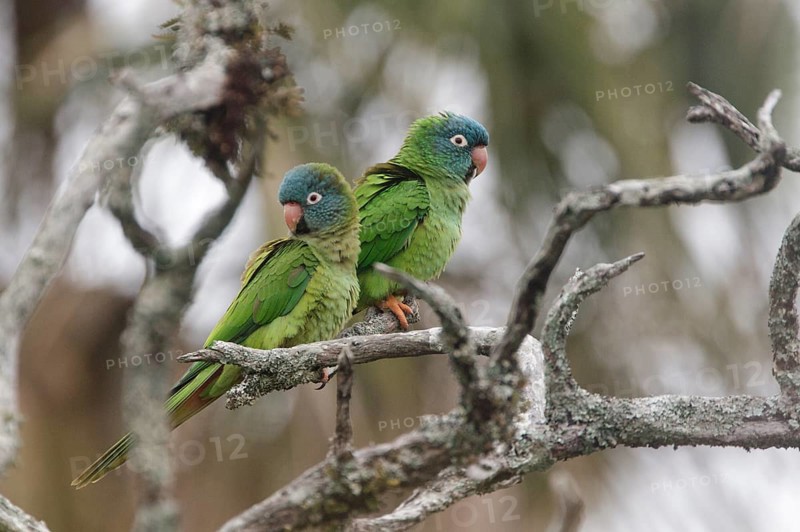 Blue-crowned Parakeet (Thectocercus acuticaudatus) pair, Corrientes, Argentina