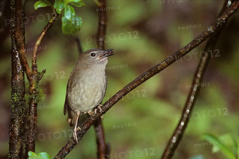Puaiohi, Small Kauai Thrush, Myadestes palmeri, endangered