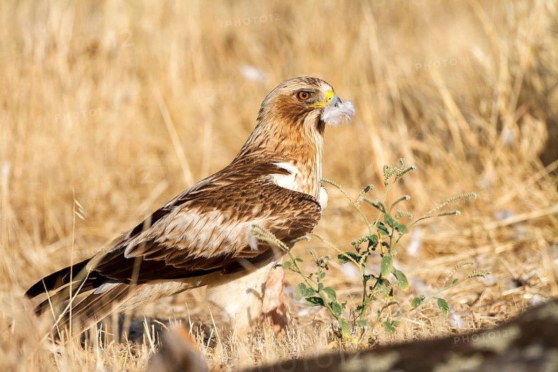 Booted Eagle (Hieraaetus pennatus) female, Castile and Leon, Spain