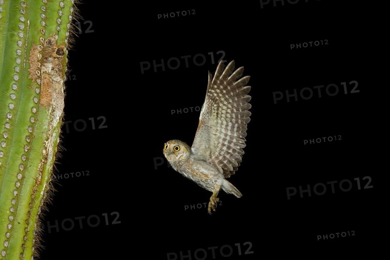 Elf Owl Micrathene whitneyi Tucson, Pima County, Arizona, United States 7 June Adult flying to nest hole in Saguaro cactus. Strigidae