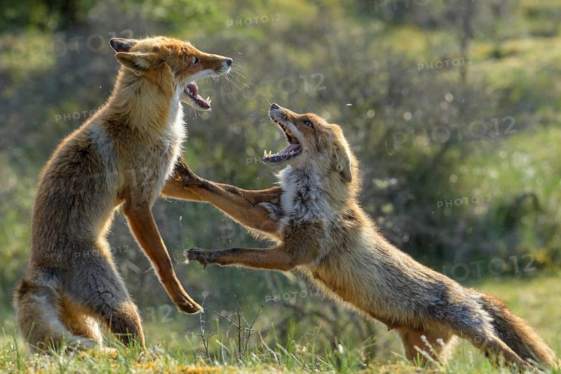 Red Fox (Vulpes vulpes) pair fighting and playing in grassland, Netherlands