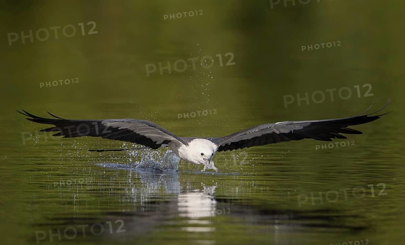 Swallow-tailed Kite (Elanoides forficatus) drinking in flight, Florida, USA