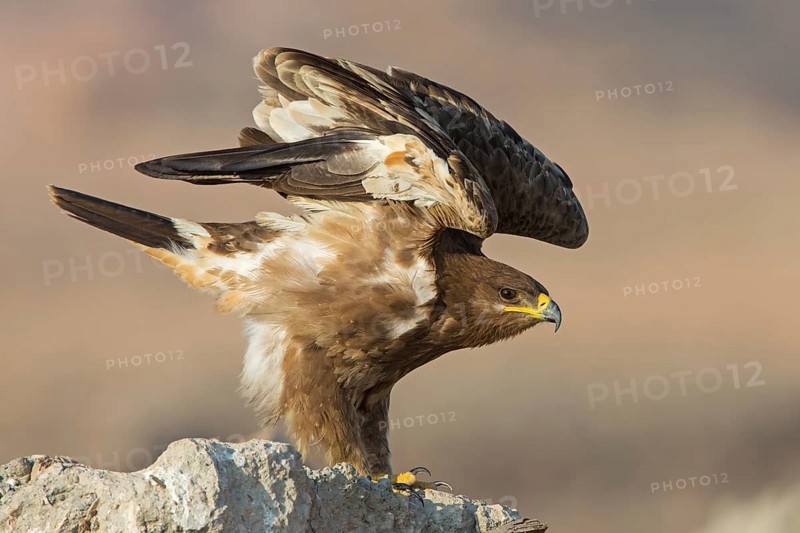 Steppe Eagle (Aquila nipalensis) juvenile perched on the ground, spreading wings, Dhofar, Oman