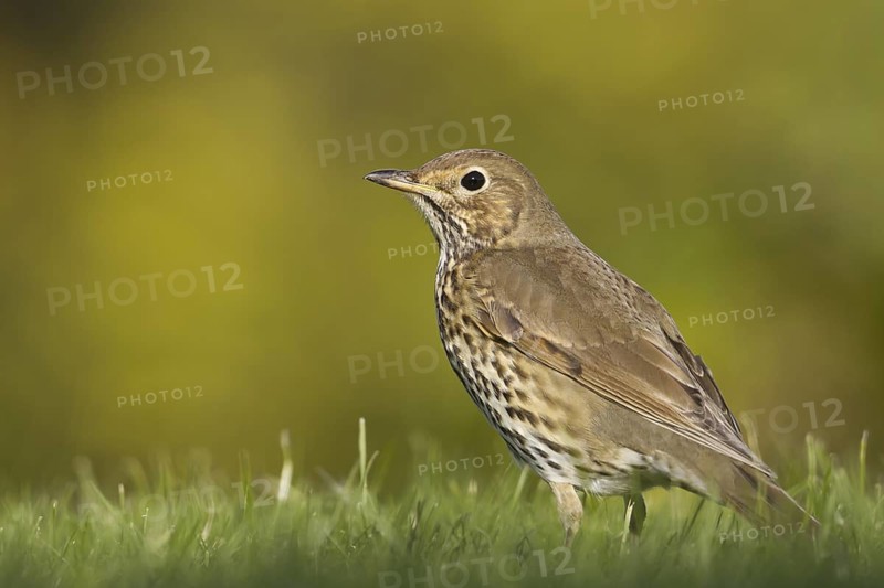 Song Thrush (Turdus philomelos), Schleswig-Holstein, Germany
