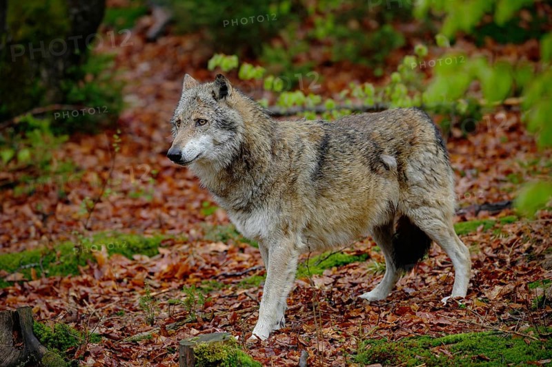 Gray wolf, Canis lupus, in the spring light green leaves forest