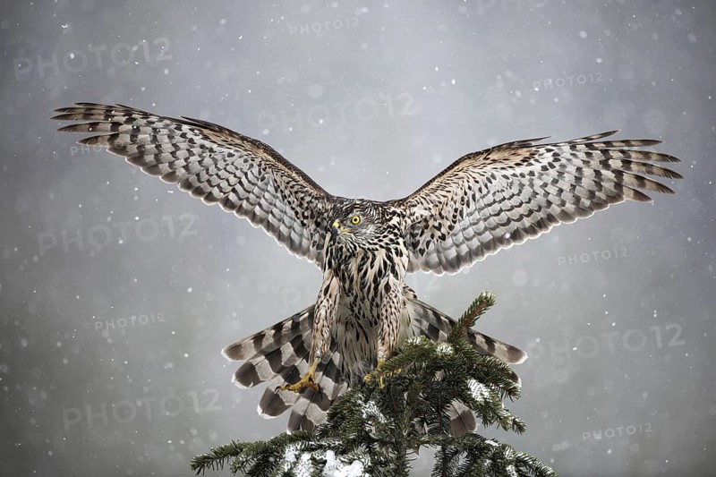 Goshawk landing on spruce tree during winter with snow