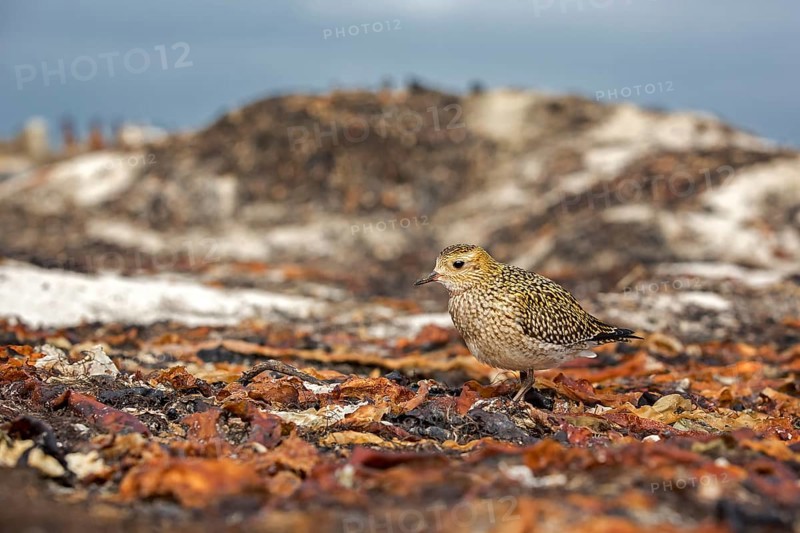 European Golden Plover (Pluvialis apricaria), Schleswig-Holstein, Germany