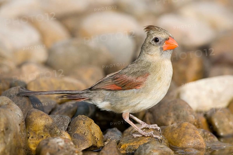 Northern Cardinal Cardinalis cardinalis Rio Grande City, Starr County, Texas, United States 27 March Adult Female Cardinalidae