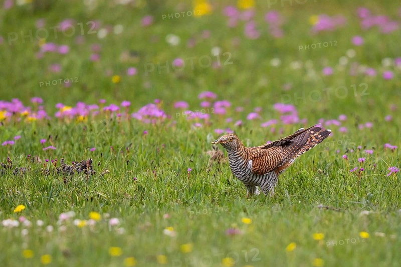 Common Cuckoo (Cuculus canorus) female perched on flowering meadow, Lake Hovsgol, Mongolia