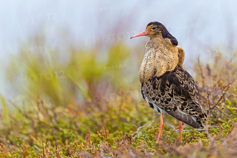 Kampfläufer, Ruff, Philomachus pugnax, Combattant varié, Chevalier combattant, Combatiente
