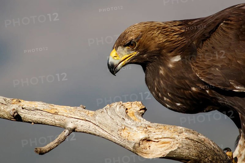 Golden Eagle (Aquila chrysaetos) immature, first winter plumage portrait, Castile and Leon, Spain