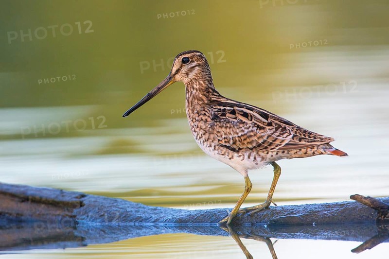 Latham's Snipe (Gallinago hardwickii) foraging, Victoria, Australia