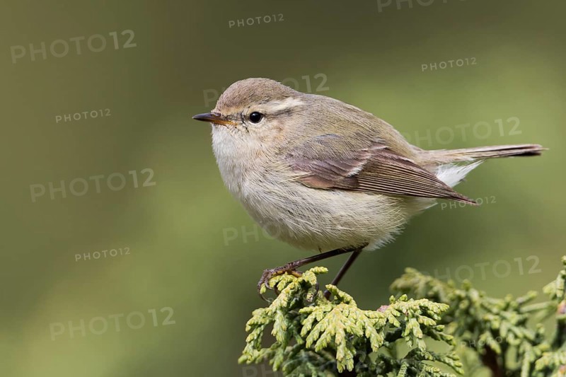 Humes Leaf Warbler - Tienschan-Laubsänger - Phyllsocopus humei ssp. humei, Kyrgyzstan