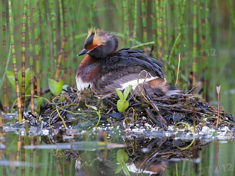 Horned Grebe (Podiceps auritus) on nest, Sweden