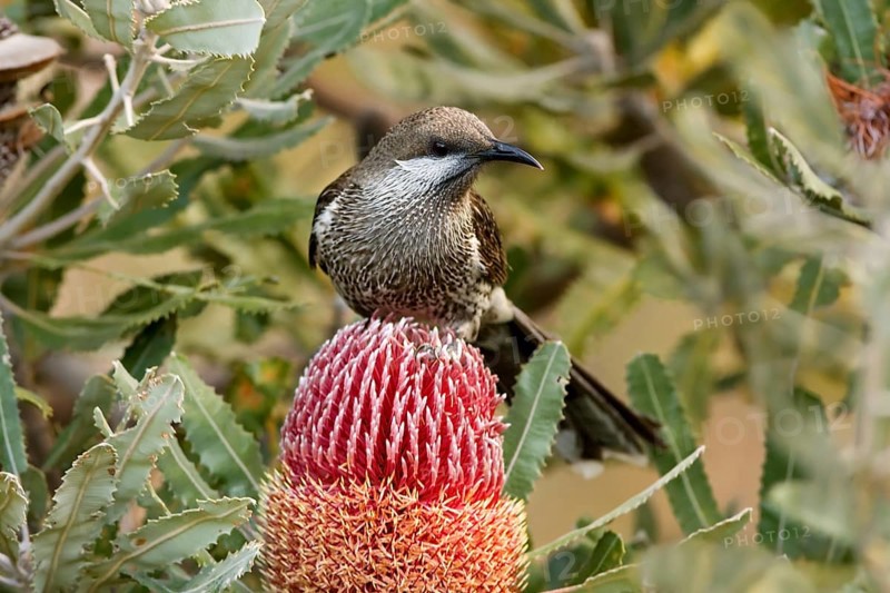 Western Wattlebird (Anthochaera lunulata), Western Australia, Australia