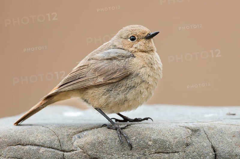 Black Redstart - Hausrotschwanz - Phoenicurus ochruros ssp. phoenicuroides, Kyrgyzstan, adult female
