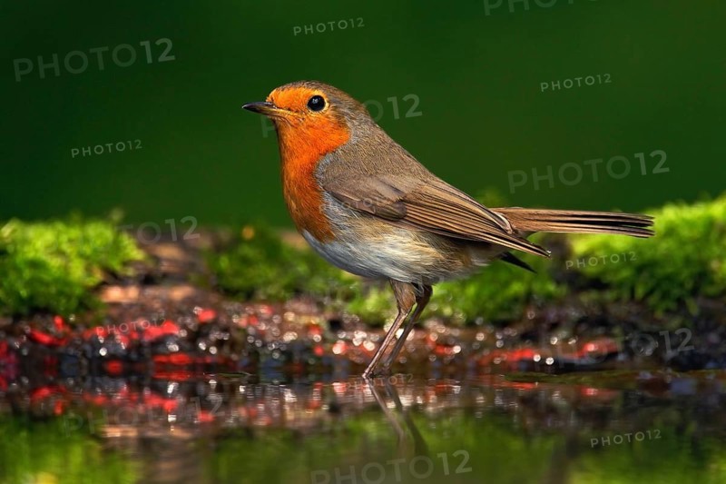 Orange songbird European Robin, Erithacus rubecula, sitting in the water, nice lichen tree branch, bird in the nature habitat, spring - nesting time, Germany