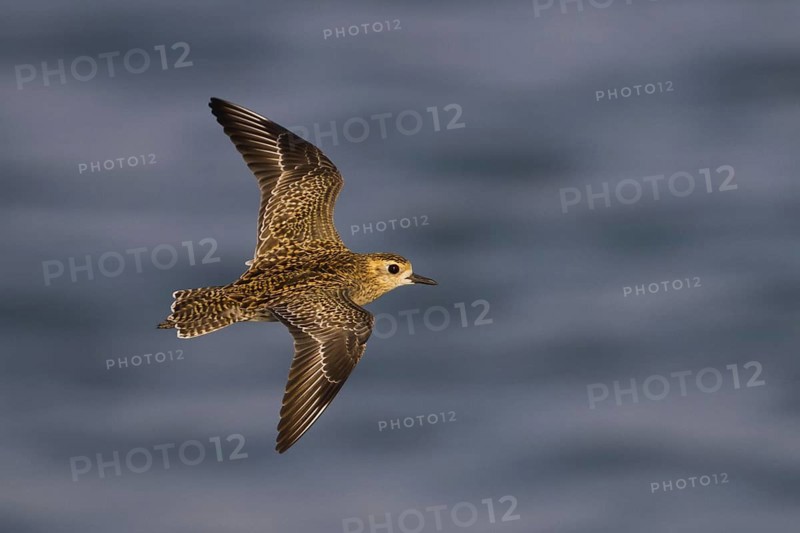 Pacific Golden Plover (Pluvialis fulva) flying, Oman