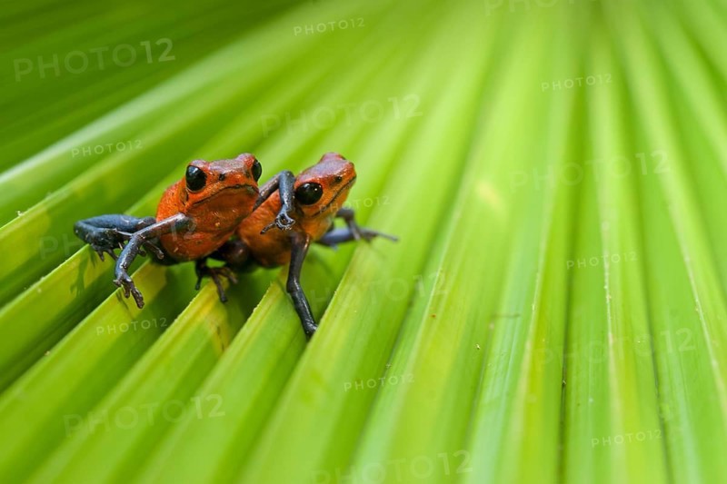 Strawberry poison frog (Oophaga pumilio), Costa Rica