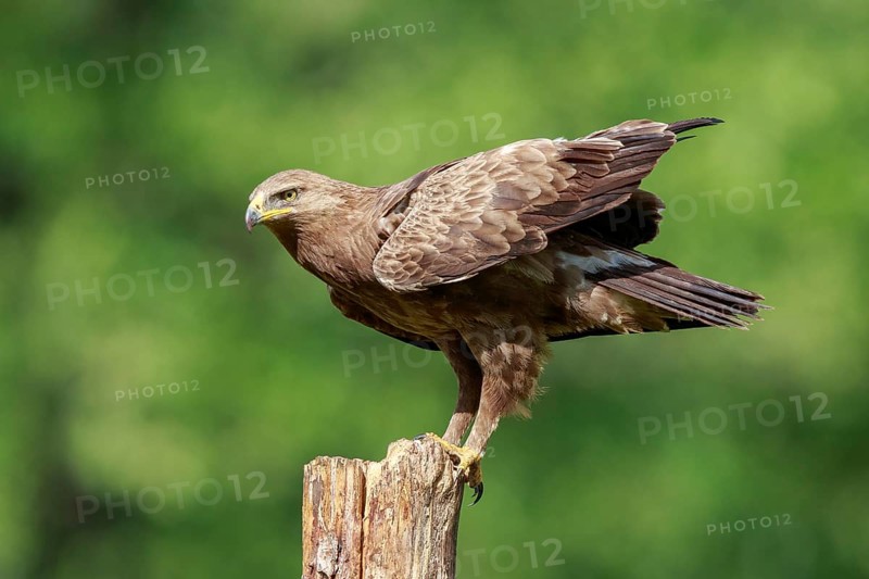 Lesser Spotted Eagle (Clanga pomarina) perched on a pale, Poland