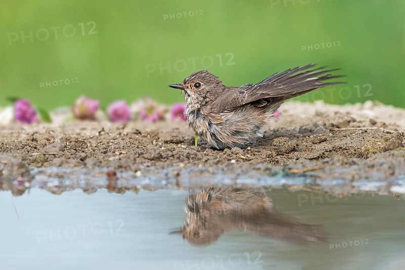 Spotted Flycatcher (Muscicapa striata) at waterhole, Aosta Valley, Italy