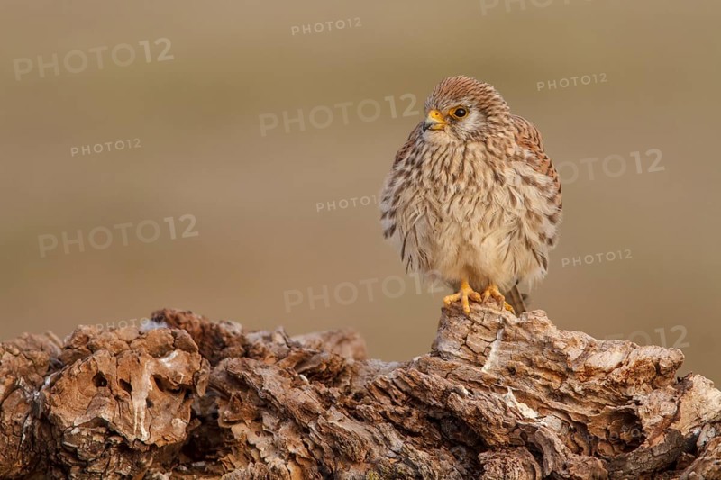 Lesser Kestrel (Falco naumanni), female resting, Castile-La Mancha, Spain