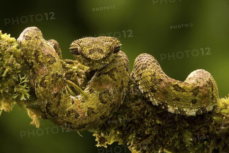 Eyelash viper (Bothreicis schlegelii) in cloud forest