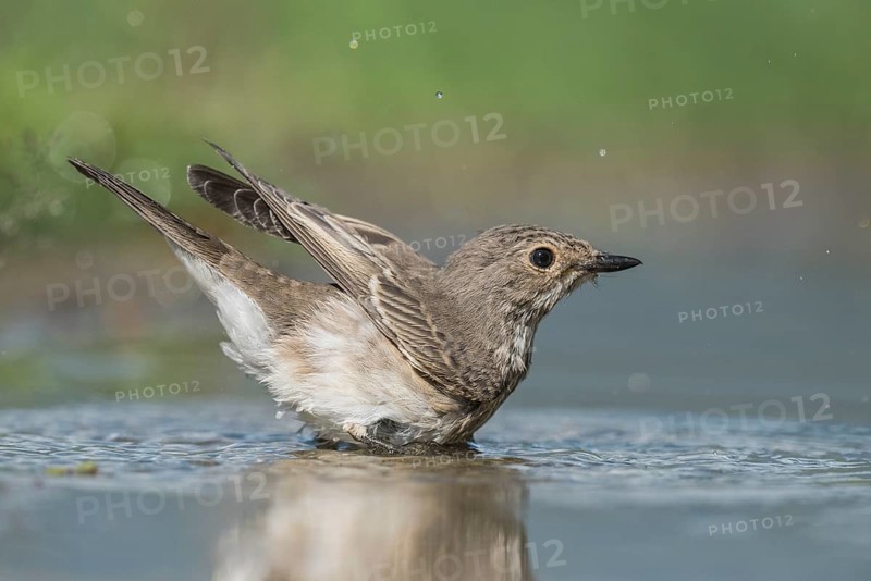 Spotted Flycatcher (Muscicapa striata) bathing, Aosta Valley, Italy
